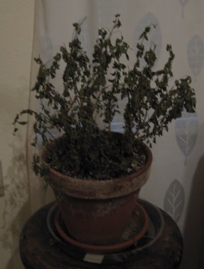 Basil Killer, Qu’est-ce que C’est?