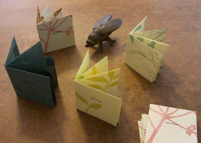 Like the Cicada, She is Reluctant to Emerge…